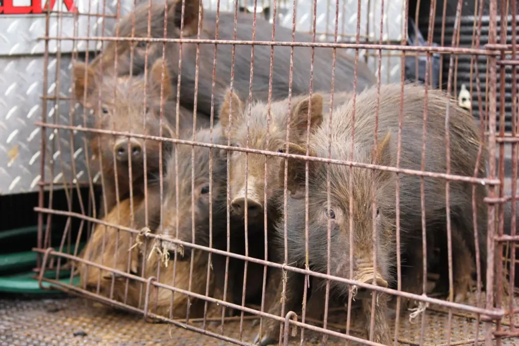 Hawaiian pigs huddled together in a cage