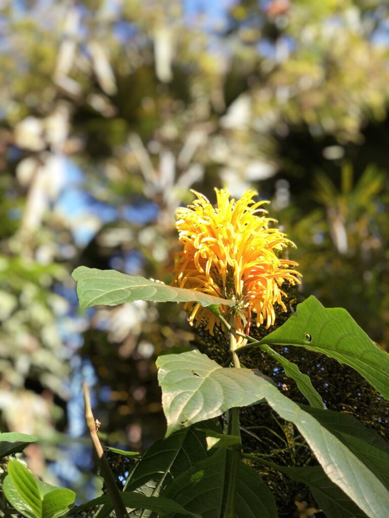 A close up to a yellow hawaiian flower