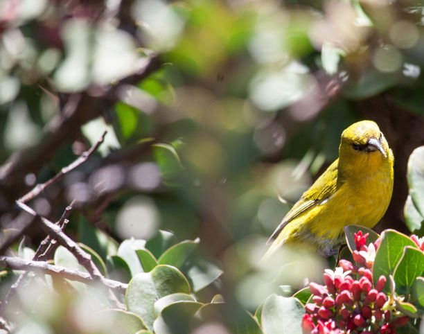 Bright yellow Hawaiian Honeycreeper Maui Amakihi. This is a very rare endemic finch species that only lives in Hawaii