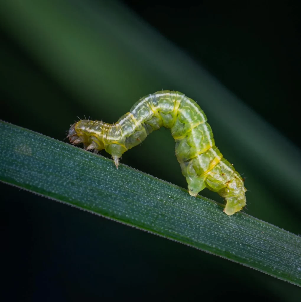 Shallow Focus Photography of Green Caterpillar on Green Leaf