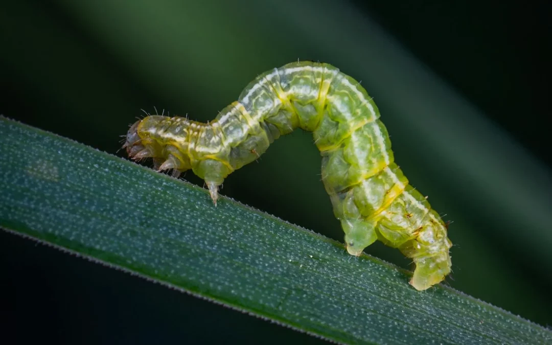 Carnivorous Caterpillars? Only in Hawaii!