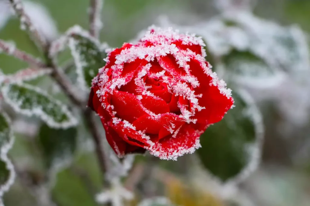 Close-up of a Red Rose Covered in Frost