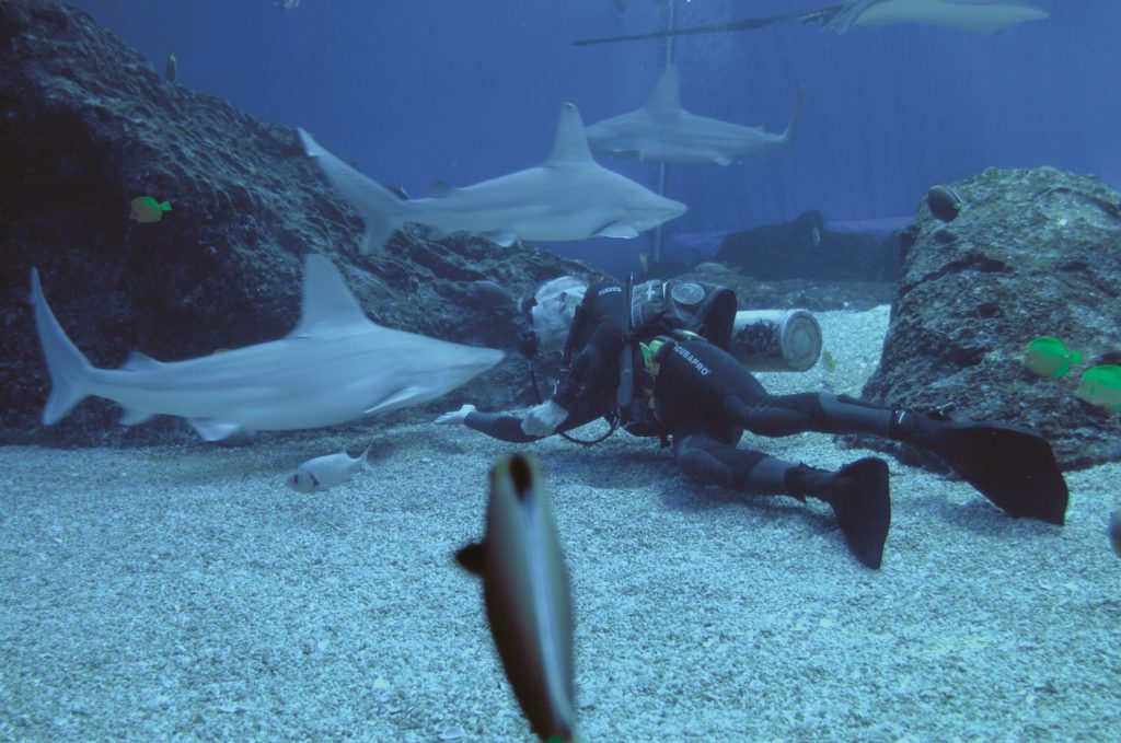 In the Maui Ocean Center, an individual wearing snorkeling gear swimming alongside sharks, surrounded by the clear waters of a well-maintained tank.