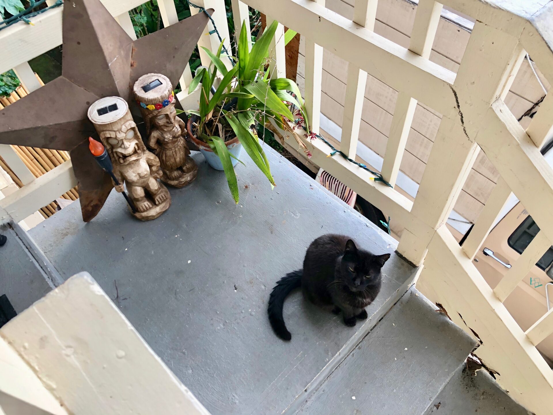 Kona Hawai‘i Guest House Stairway with a black cat looking up to the camera