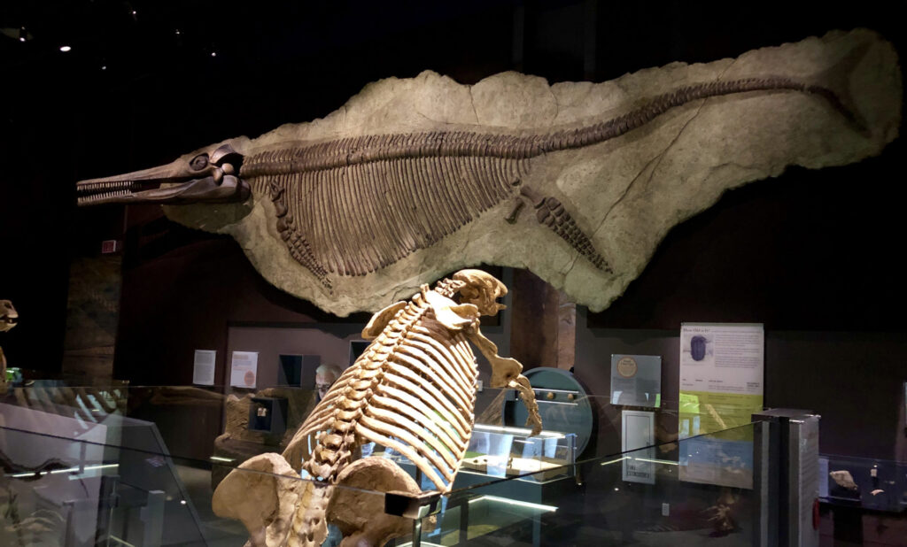 The Nevada State Museum featuring a skeleton of a fish like creature hanging from the ceiling offering visitors a glimpse into the state's diverse cultural and natural heritage