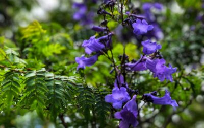 My Top Picks for Upcountry Maui
