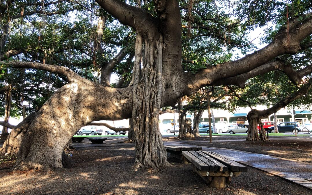 The Lahaina Banyan Tree