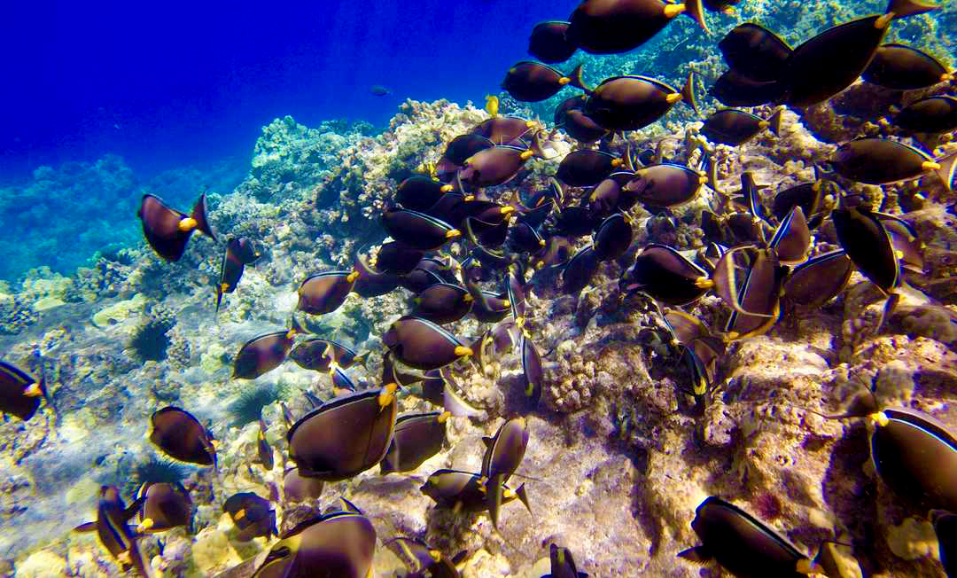 Hawaiian Reefs—Why is it that…?