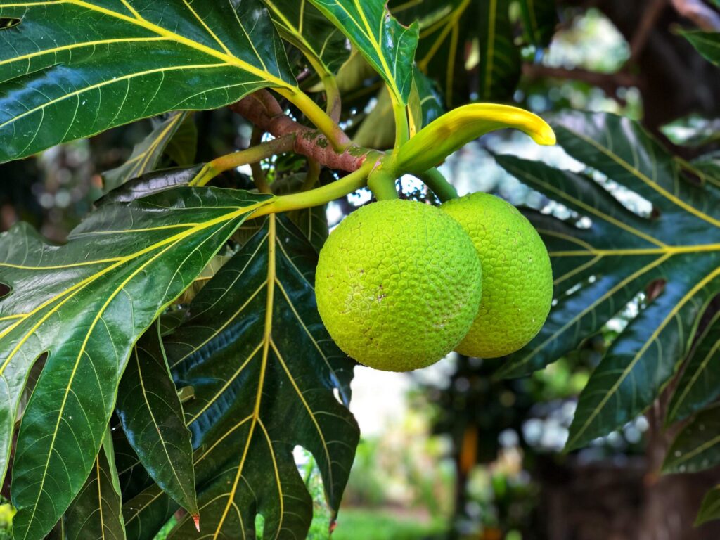Tropical breadfruit, fresh on the tree.