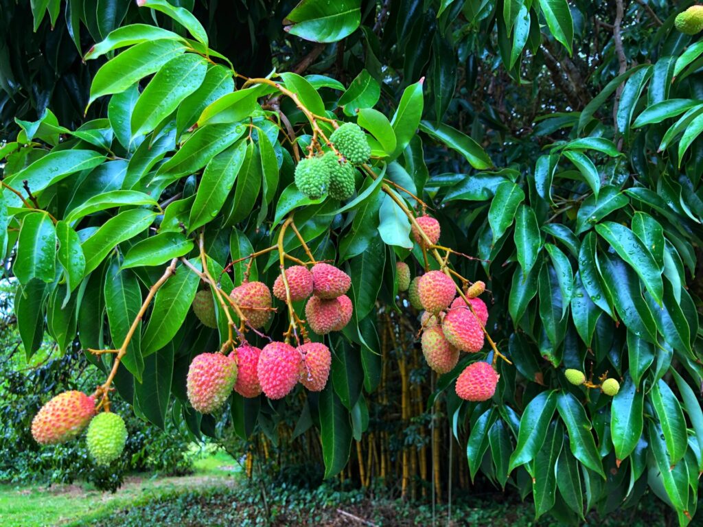 Lychee fruit is everything you dreamed tropical fruit should taste like.
