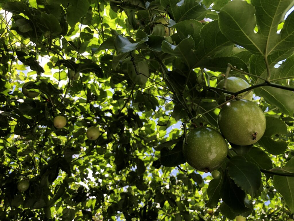 Passion fruit is also called lilikoi in Hawaii.