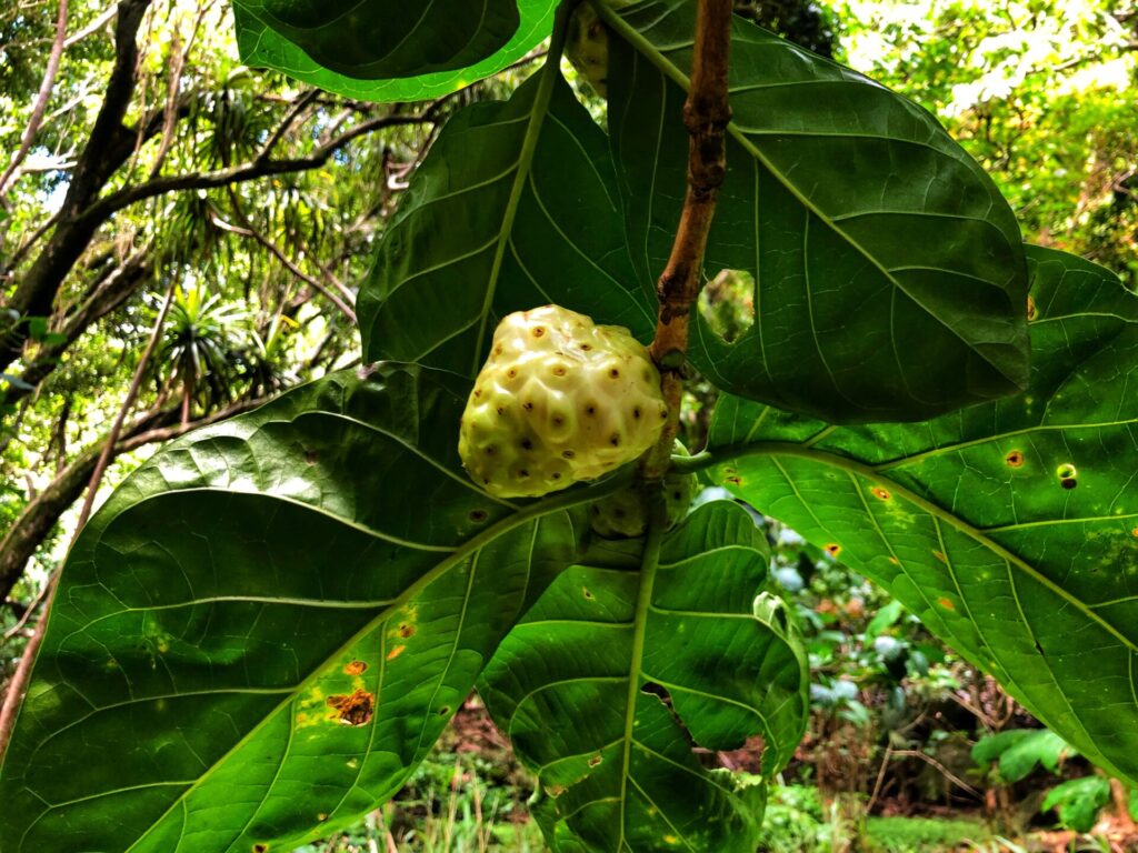 Noni fruit is considered medicinal.