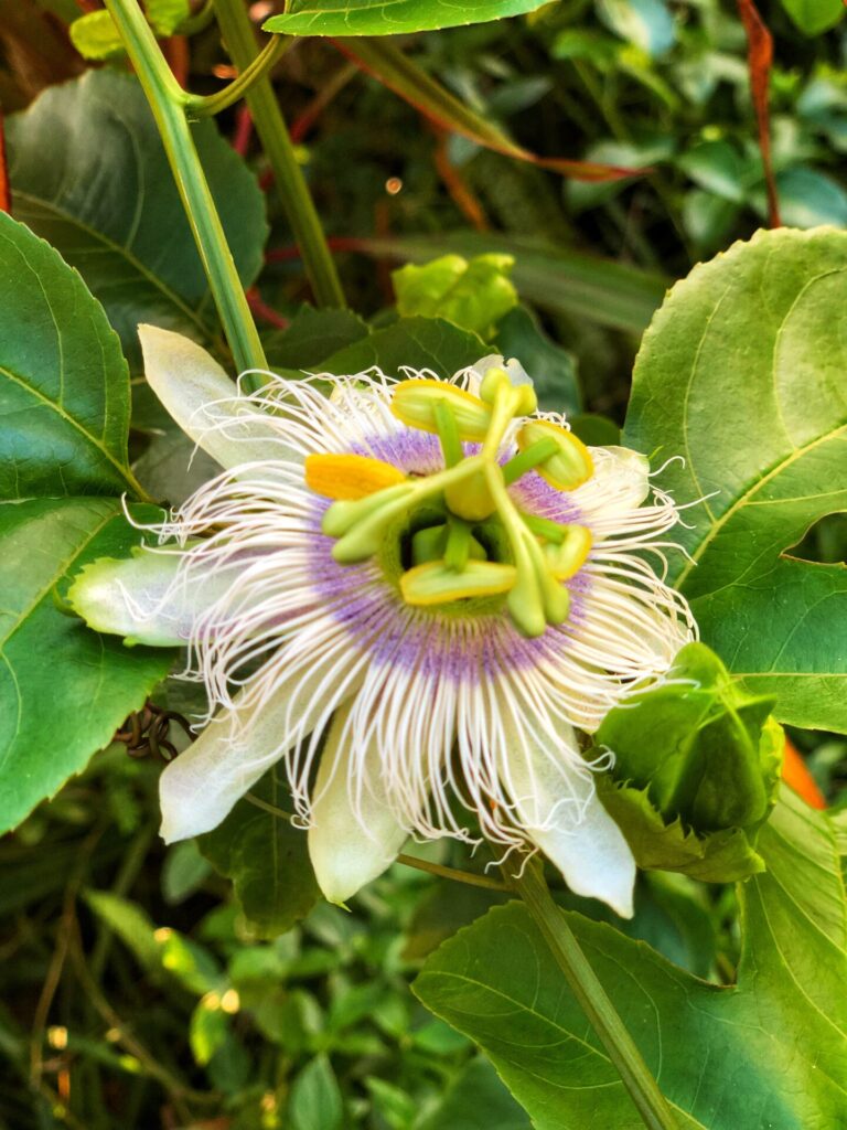 The flower of the passion fruit or lilikoi.