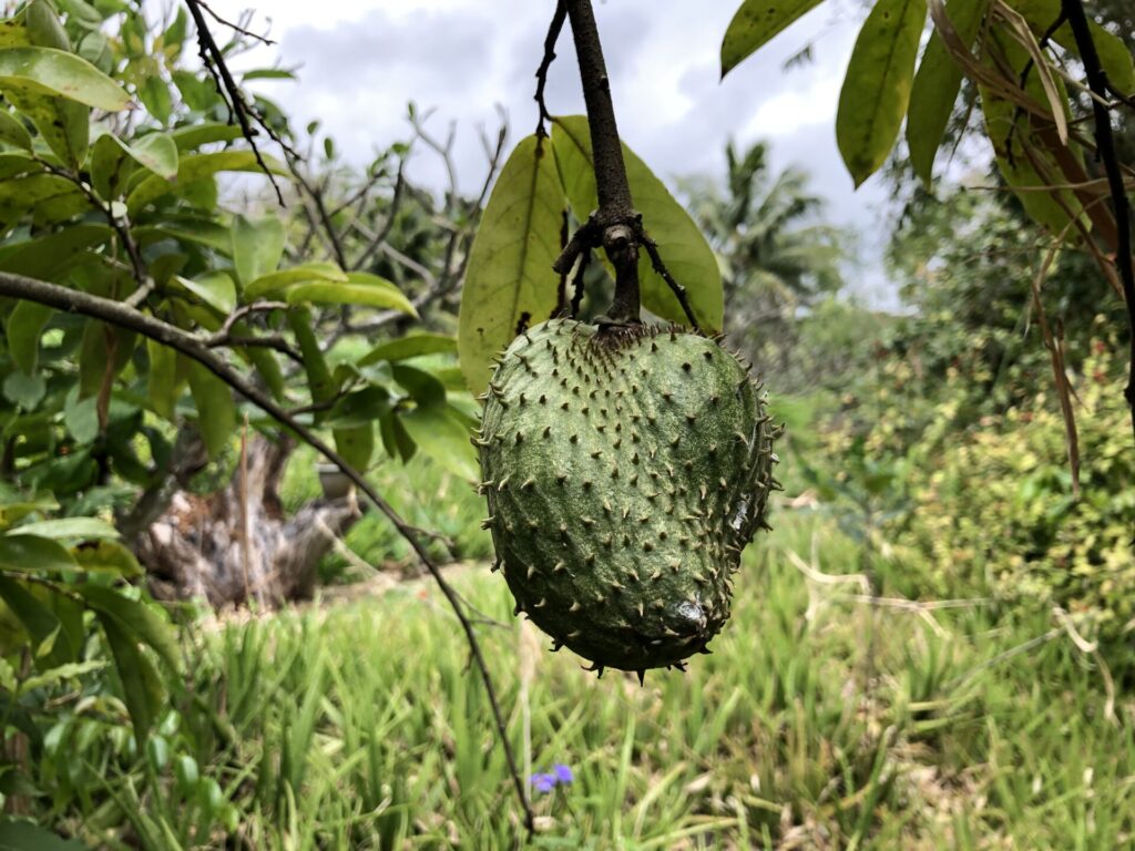 Soursop is a tropical fruit full of vitamin C.