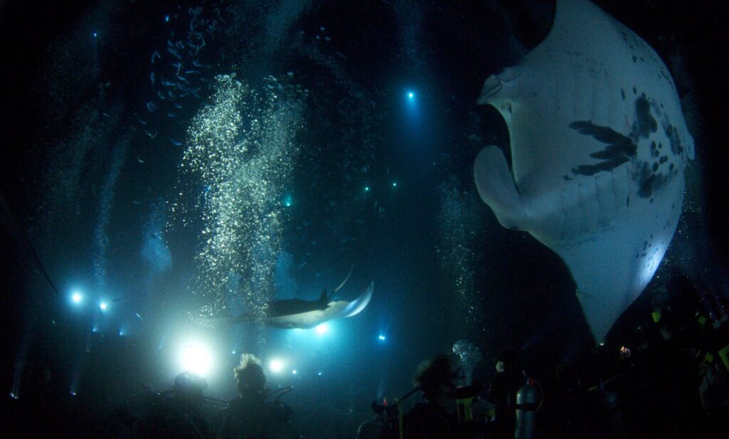 Night snorkeling and scuba with manta rays