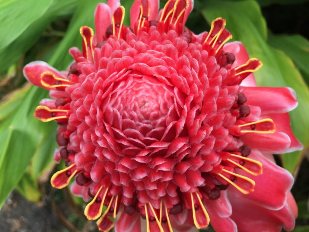 Colorful torch ginger found in Hawaiian rainforests