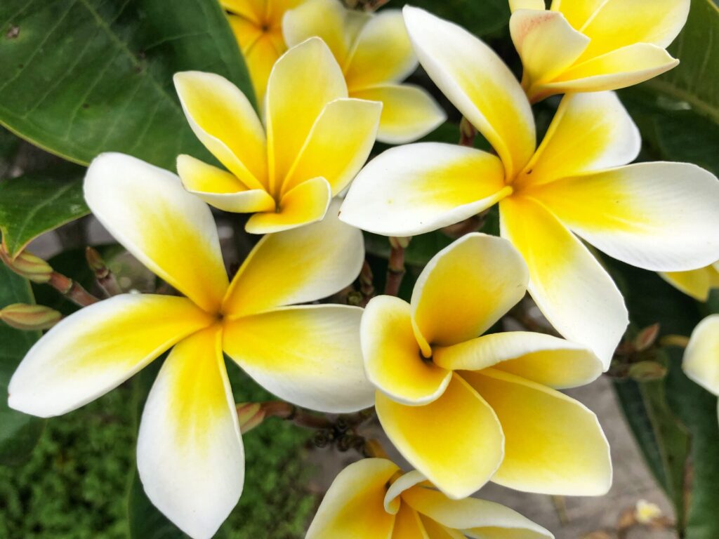 Plumeria blossoms are a favorite for lei making