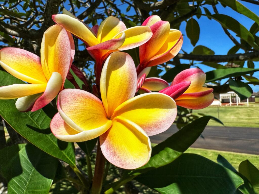 Plumeria flowers come in a range of colors