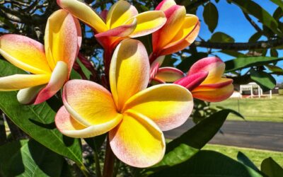 April Showers Bring May Flowers to Hawaii