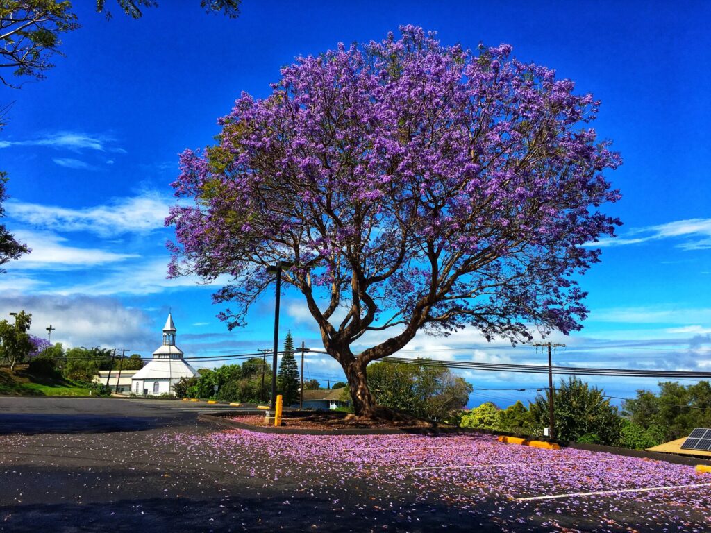 Upcountry Maui has lots of flowering jacaranda trees