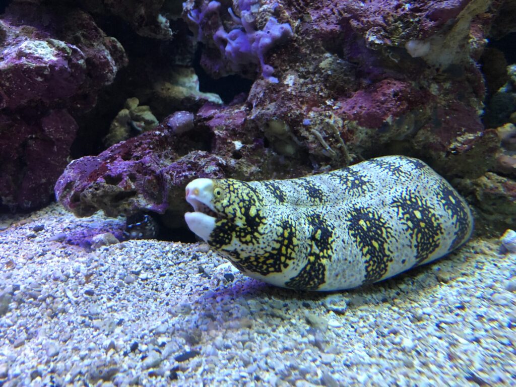 A snowflake eel at Maui Ocean Center