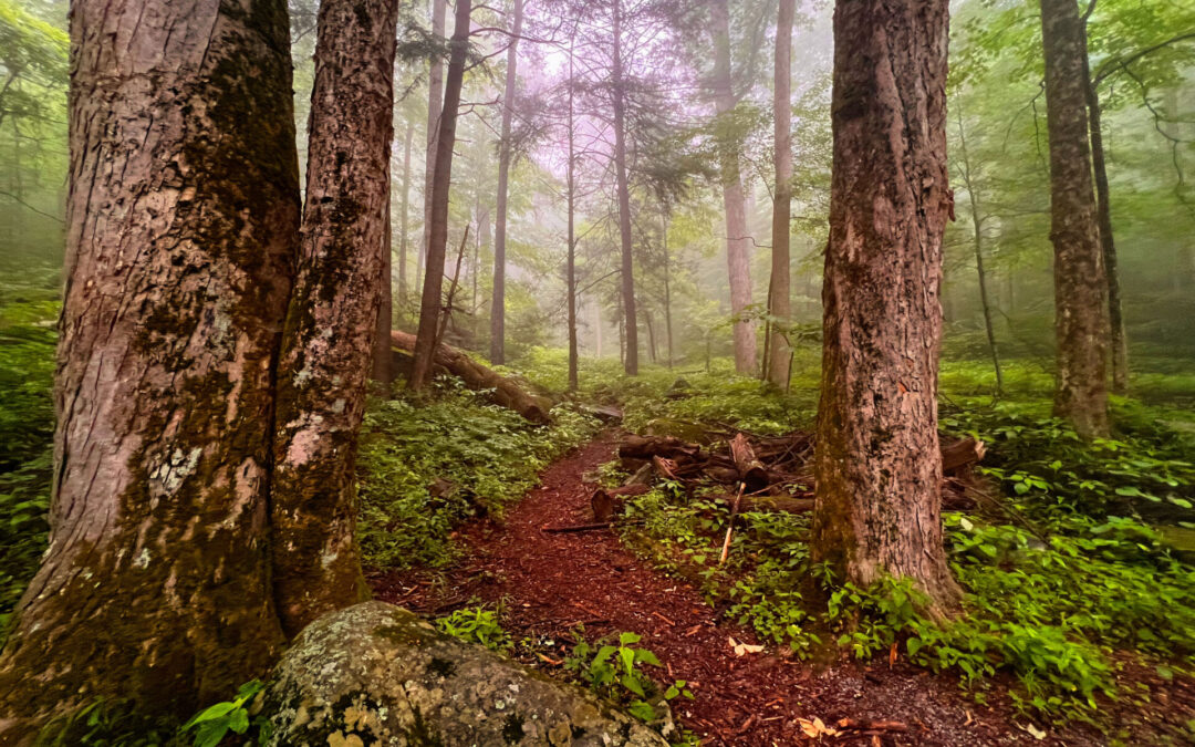 Revealed Travel: Coming to a National Park Near You
