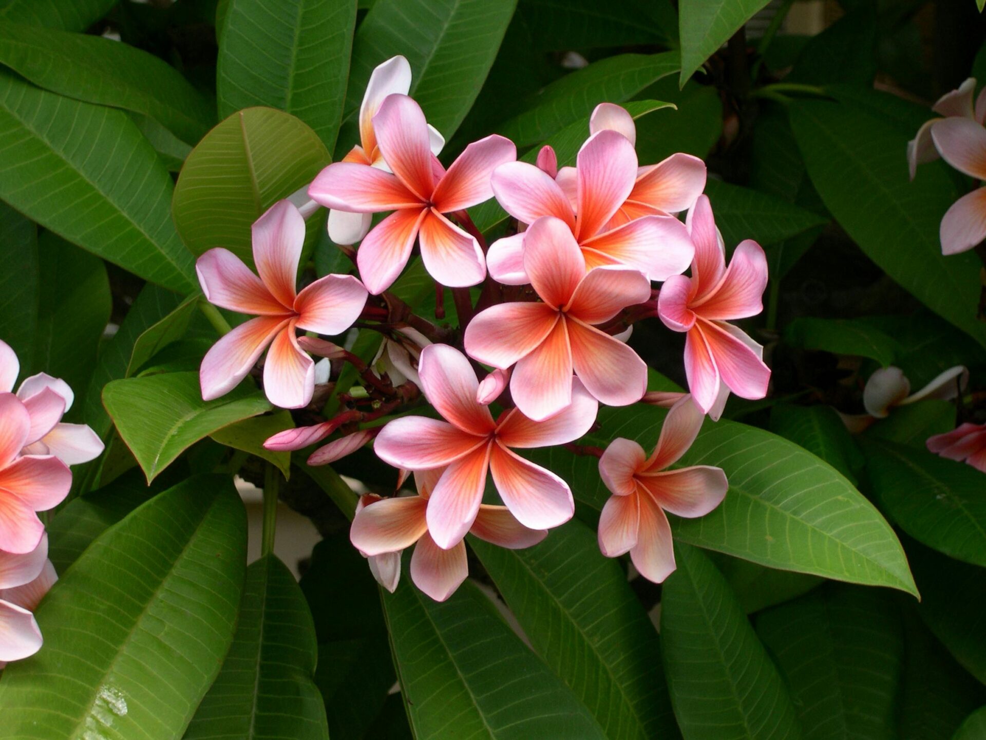 The Types of Flowers You'll Find in Hawaii - Revealed Travel Guides, image size:1920x1440
