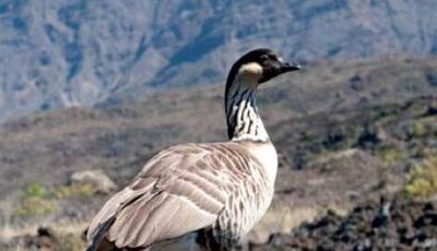 The Nēnē: Hawai‘i’s State Bird and Its Unlikely Comeback