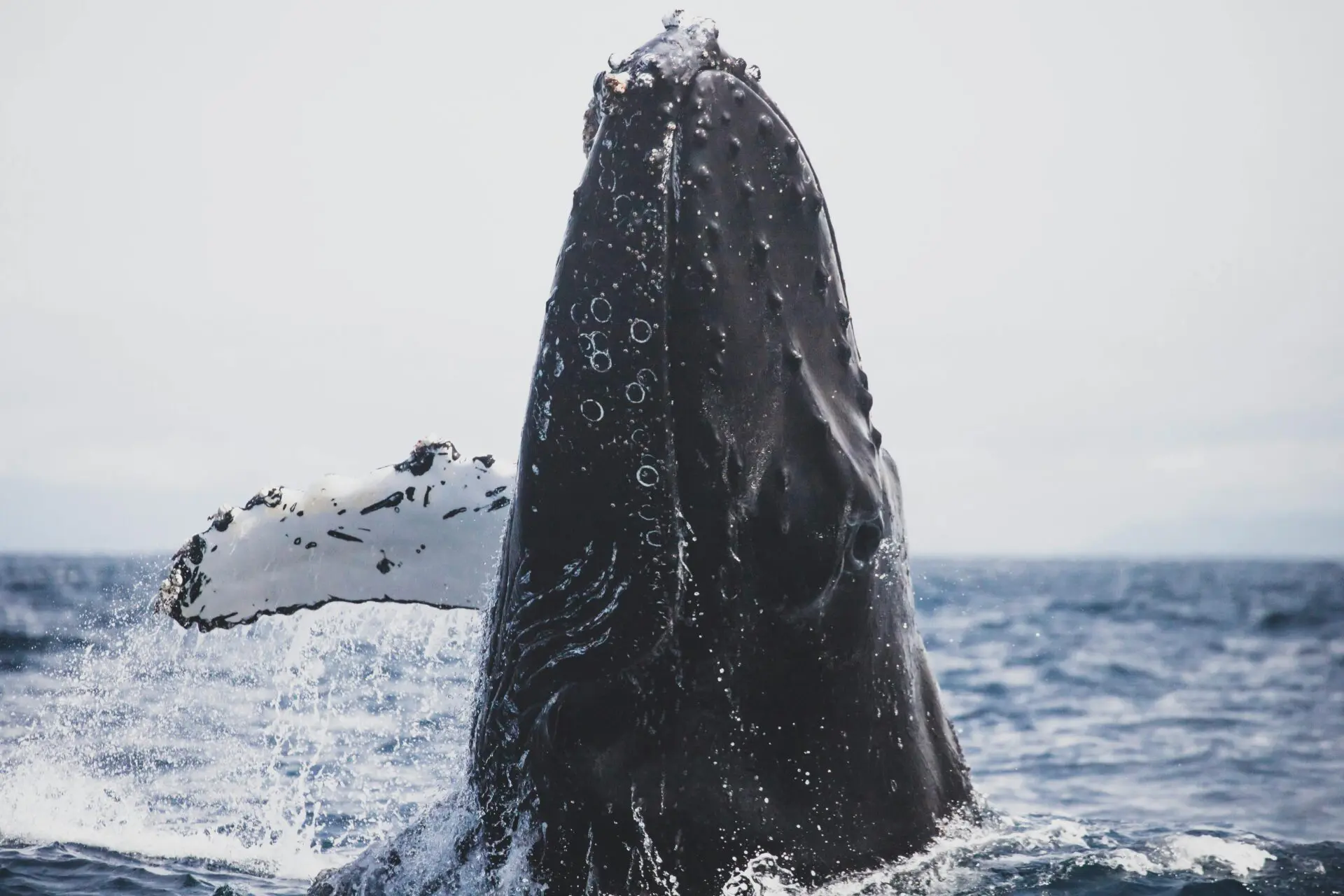 The Epic Journey of Humpback Whales: From Alaska to Hawaii