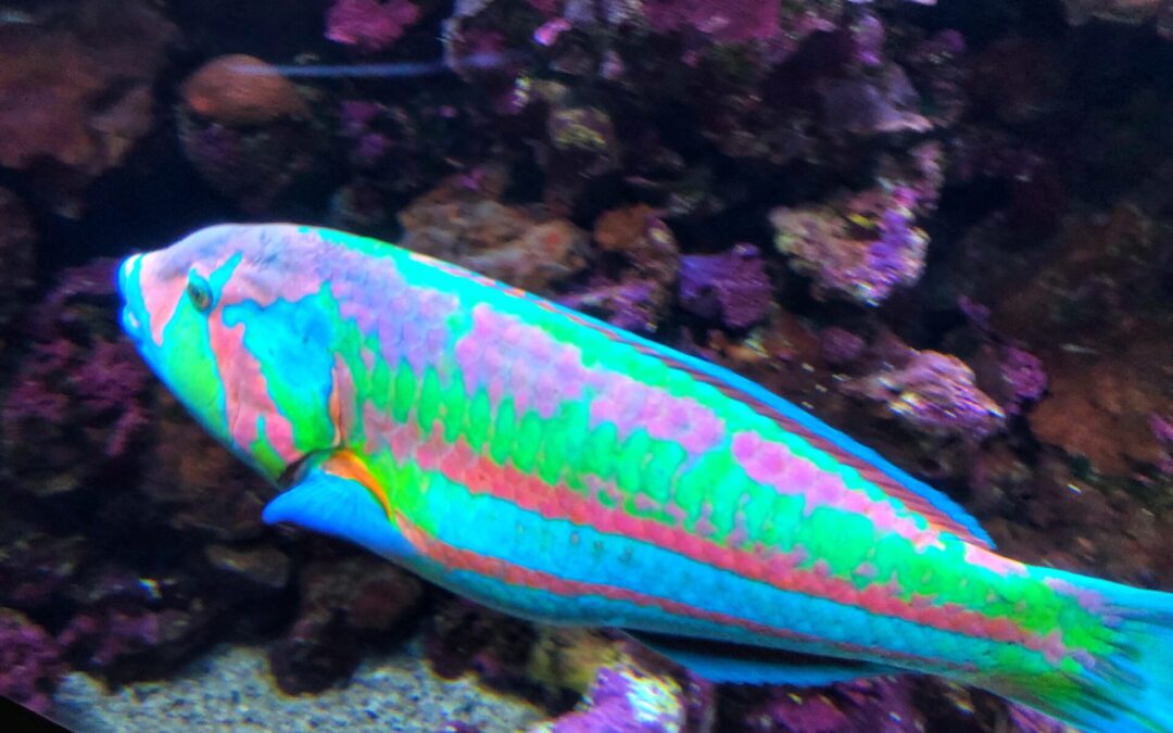 What Kind of Fish Will You Find Snorkeling in Hawaii?