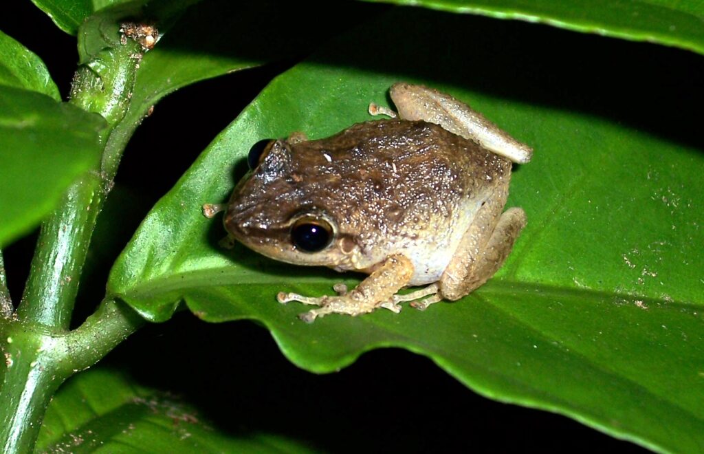 frogs aren't native to Hawaii