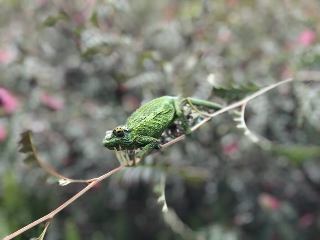 chameleons were introduced through the pet trade