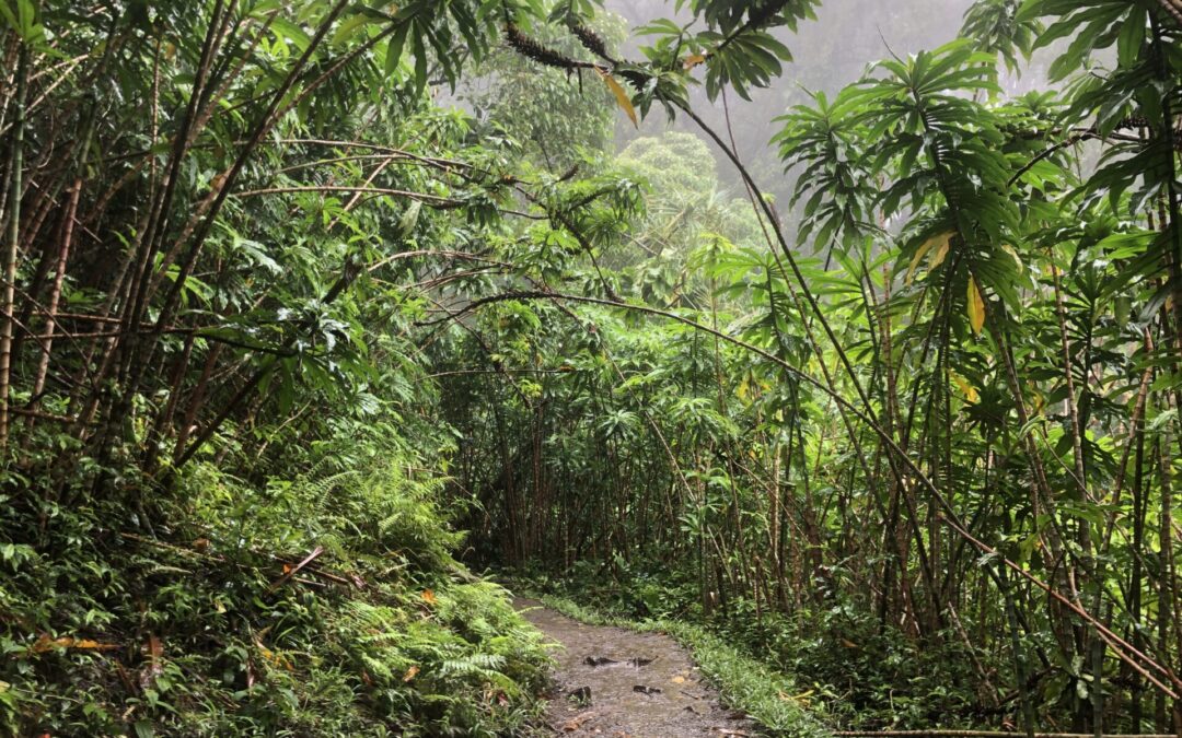 Invasive Species in Hawaii