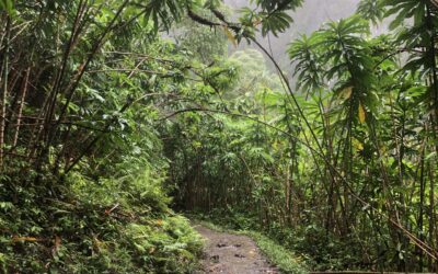 Invasive Species in Hawaii