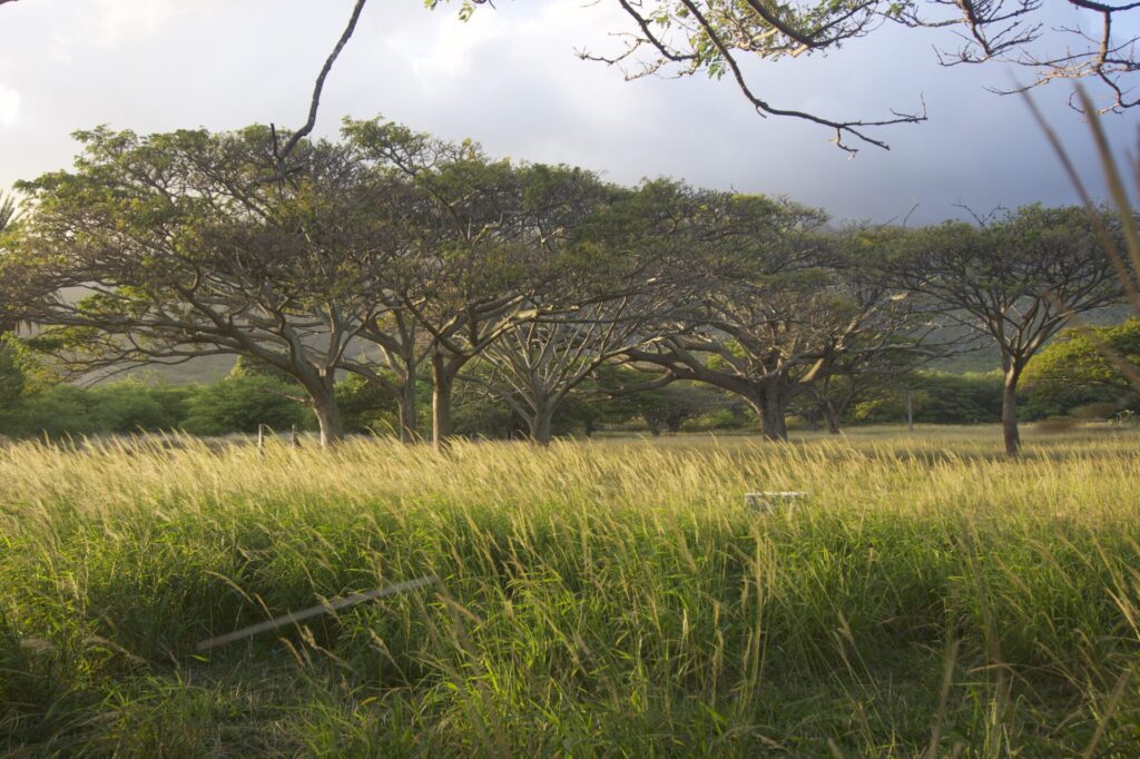 invasive albizia trees