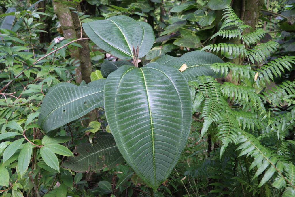Though pretty, miconia chokes out native plantlife