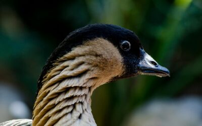 Native Species in Hawaii