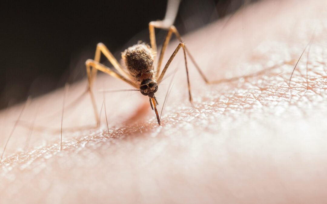 Invasive Species in Hawaii: The Invaders and the Fallout