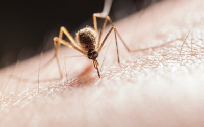 Invasive Species in Hawaii: The Invaders and the Fallout