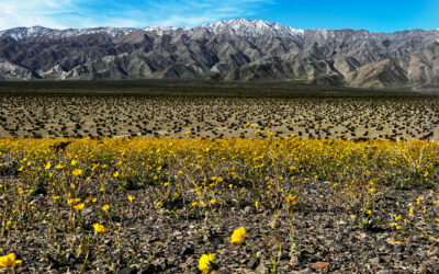 The Death Valley Super Bloom