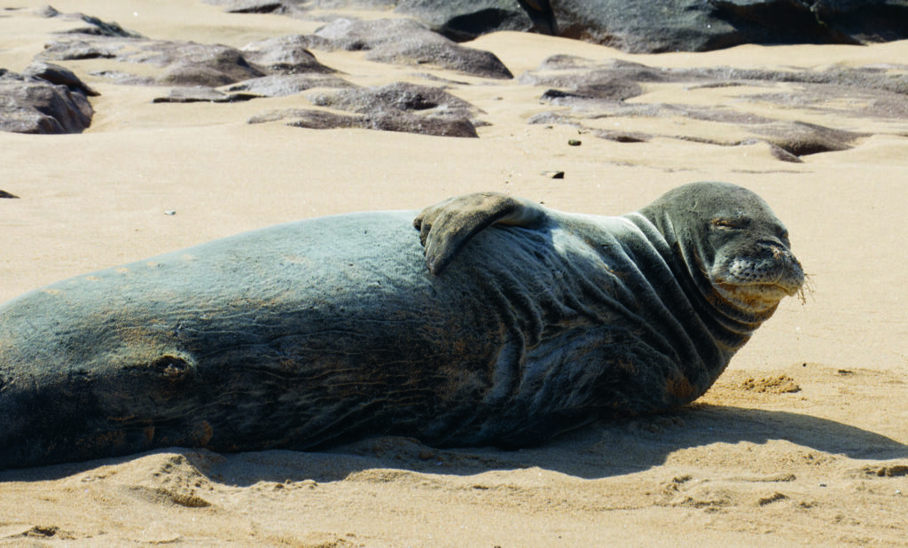 Hawaiian monk seal at rest