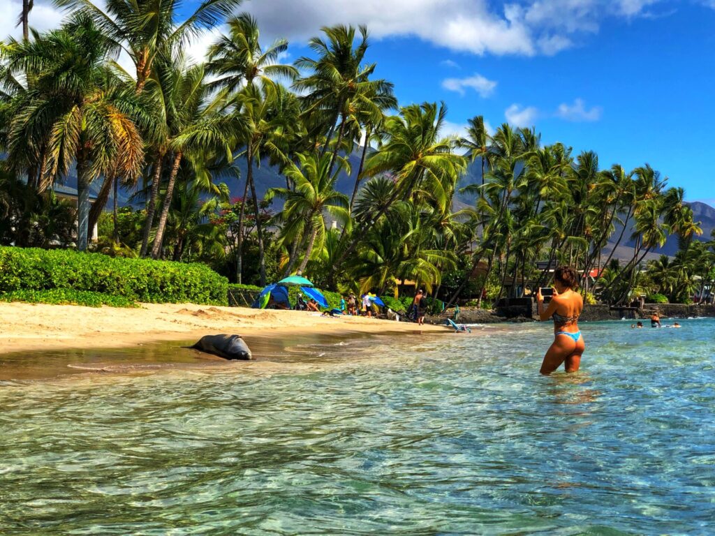 Monk seal in Lahaina