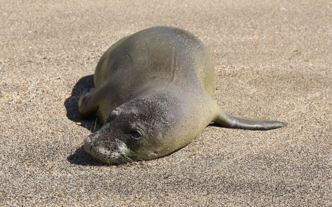 The Hawaiian Monk Seal