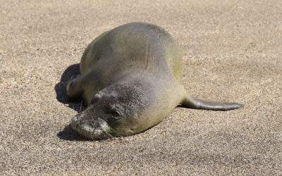The Hawaiian Monk Seal