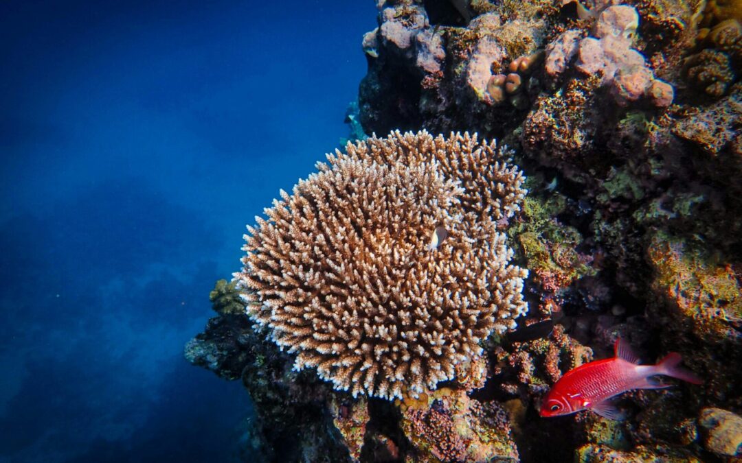 The Secret World Beneath the Surface: Hawai‘i Coral Guide