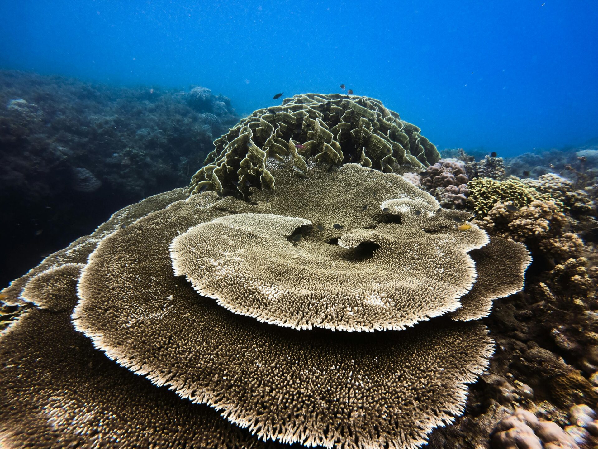 Hawaii Coral Guide