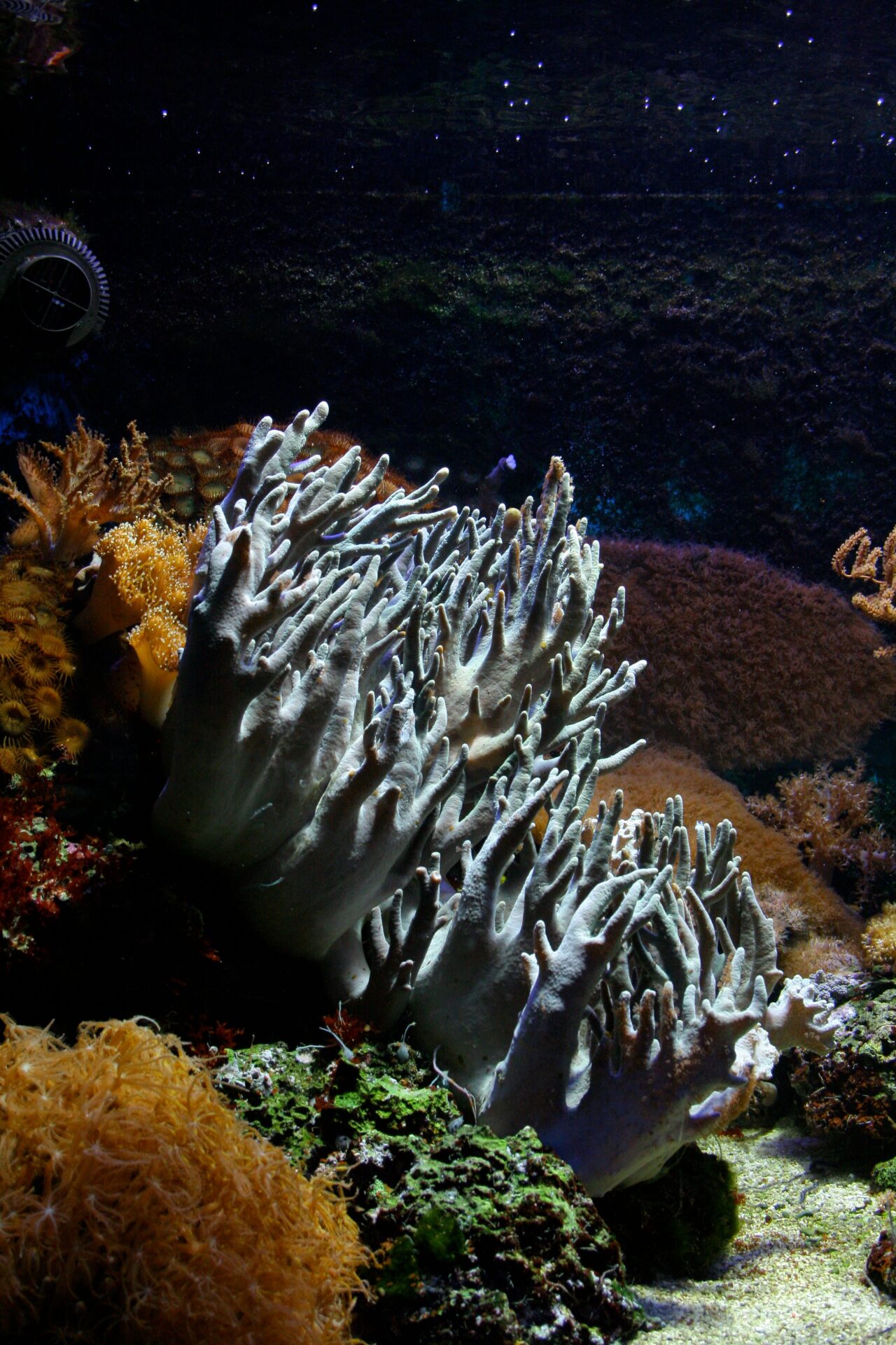 Hawaii Coral Guide