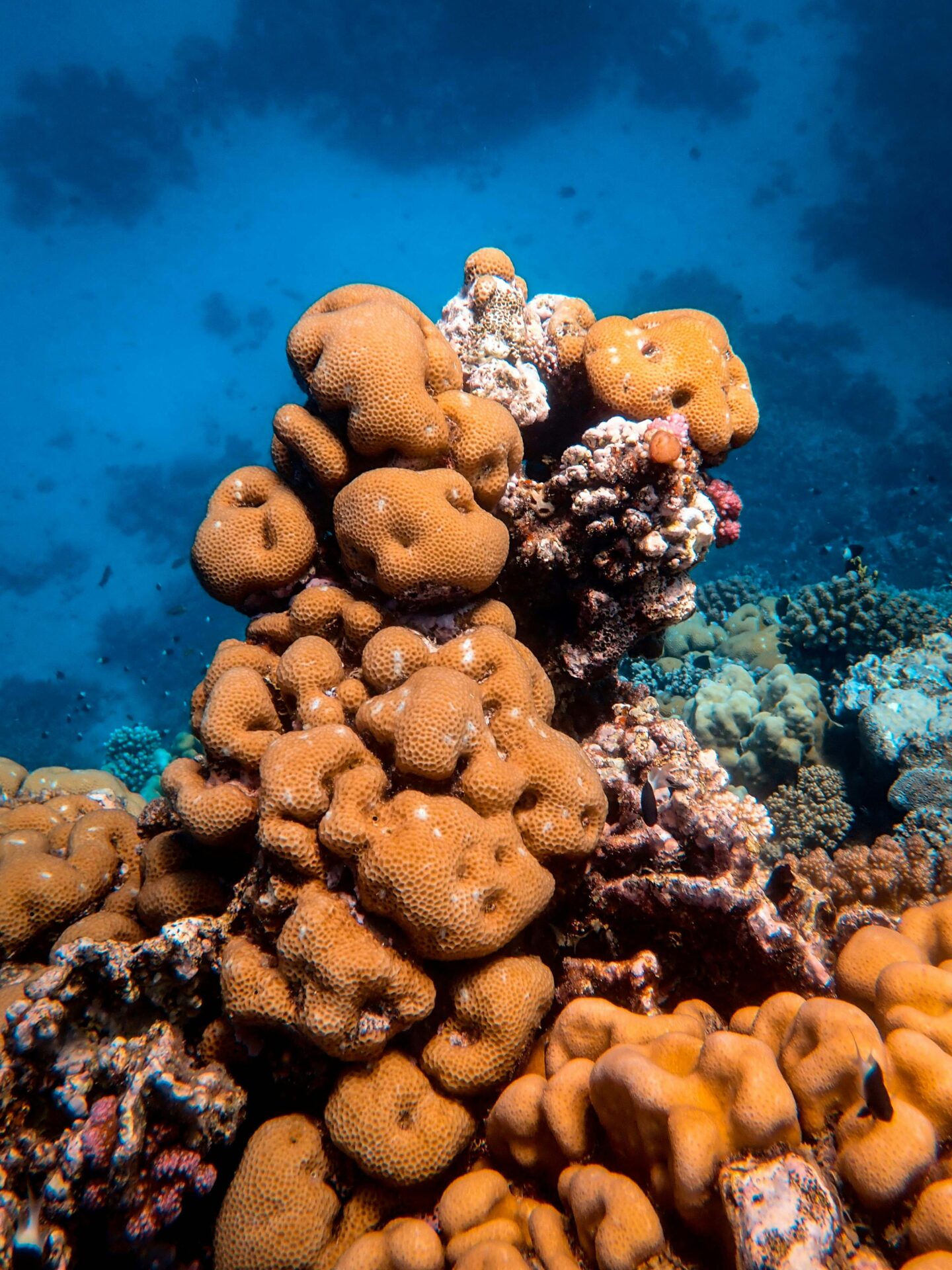 Hawaii Coral Guide