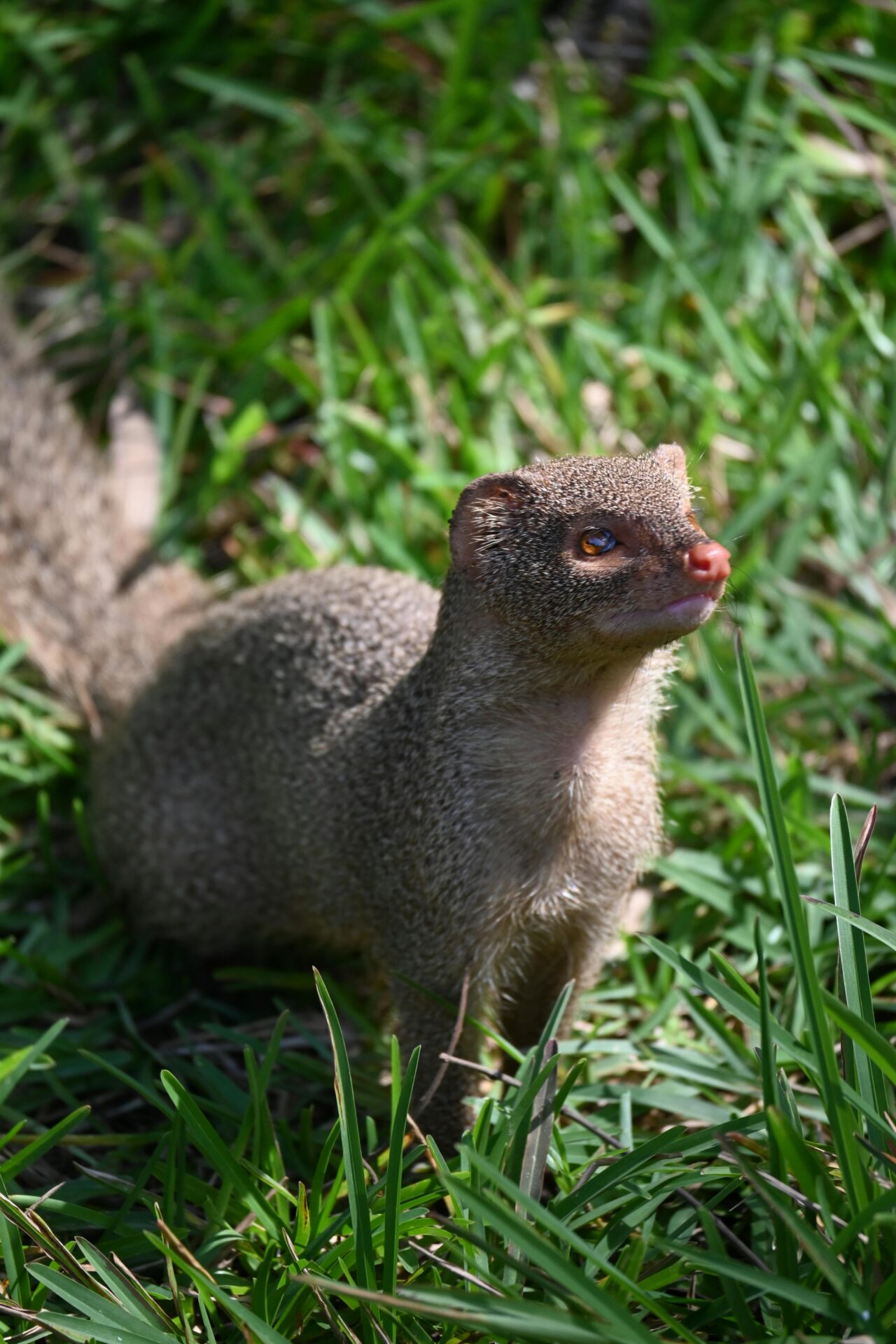 story of the Hawaiian Mongoose