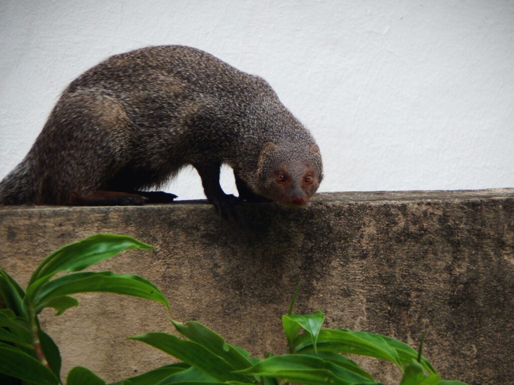story of the Hawaiian Mongoose